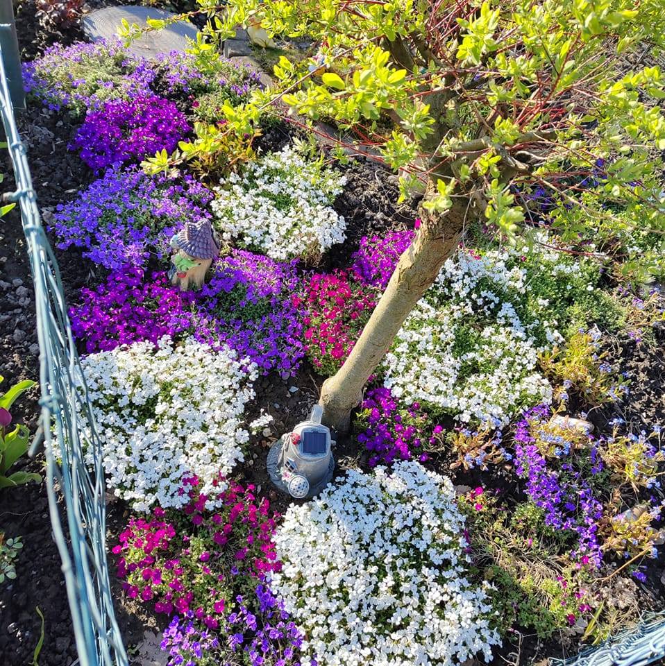 Bodendecker-des-KGV-Deininghausen-Castrop-Rauxel