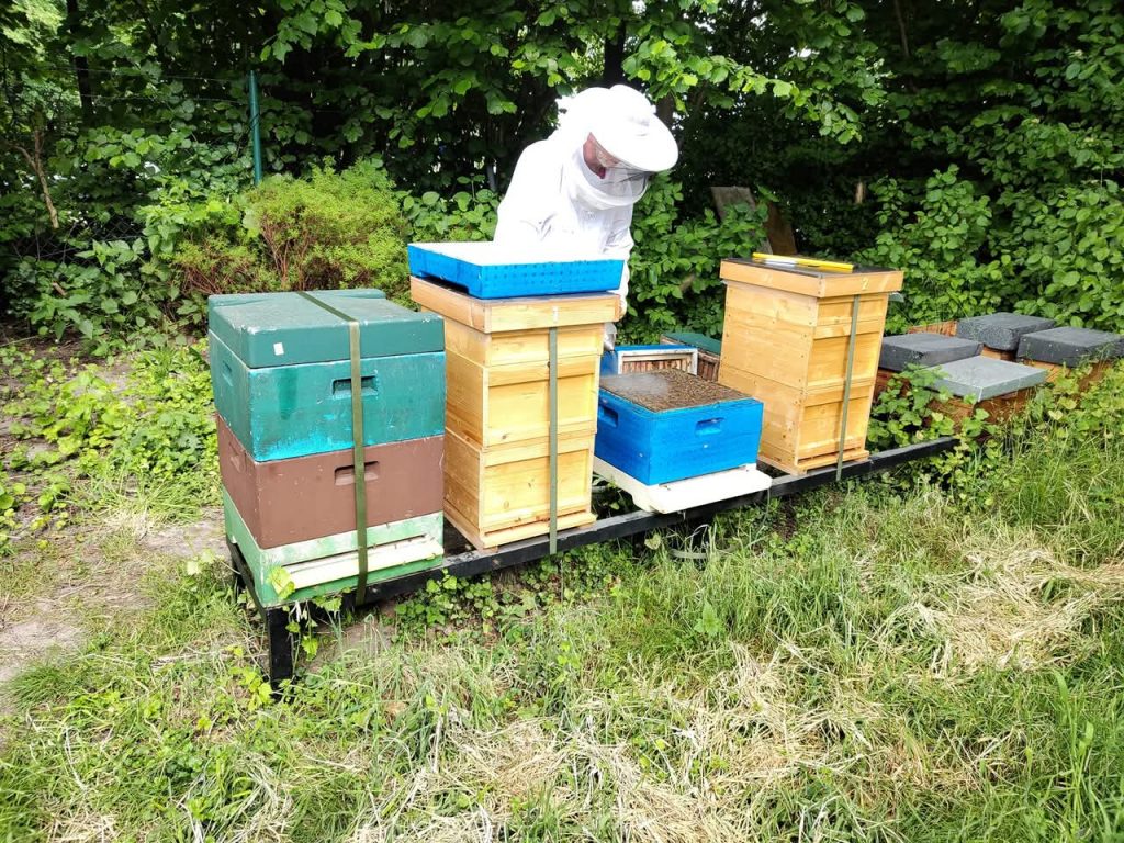Bild-eines-Imkers-im-KGV-Deininghausen-Castop-Rauxel