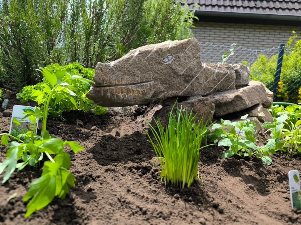 Bild-eines-Kräuterschlangenkopf-des-KGV-Deininghausen-in-Castrop-Rauxel