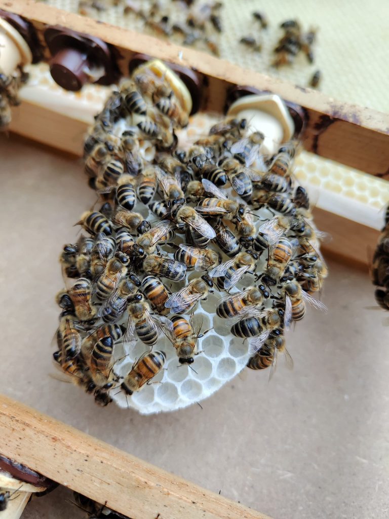 Bienenstock-des-KGV-Deininghausen-Castrop-Rauxel