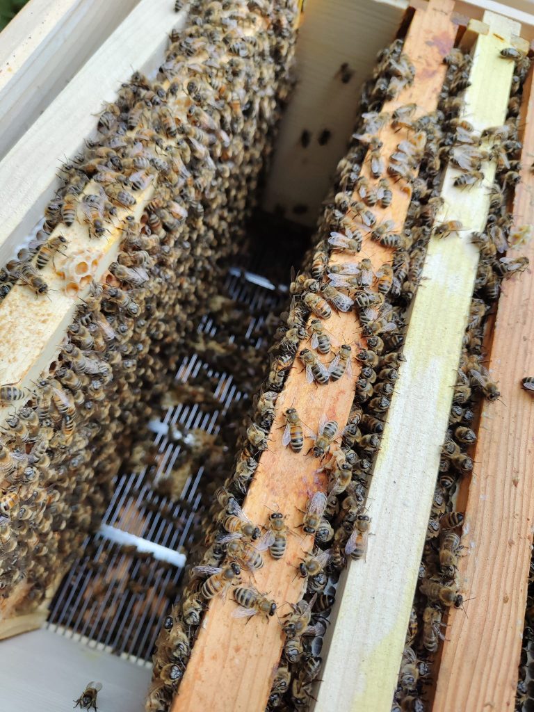 Bilder-eines-Bienenstocks-des-KGV-Deininghausen-Castrop-Rauxel