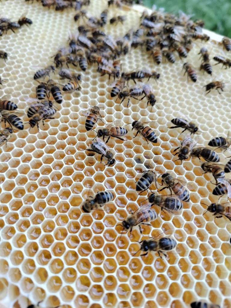 Bienen-der-Imkerei-KGV-Deininghausen-Castrop-Rauxel