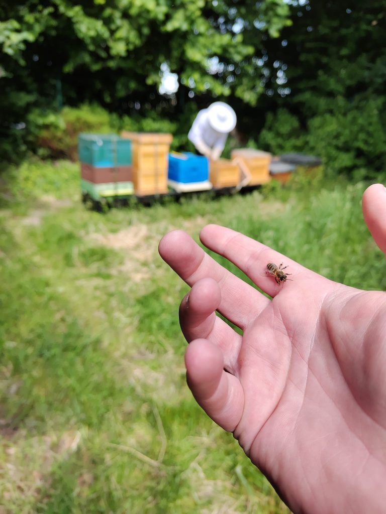 Bild-einer-Biene-auf-der-Hand-des-KGV-Deininghausen-Castrop-Rauxel