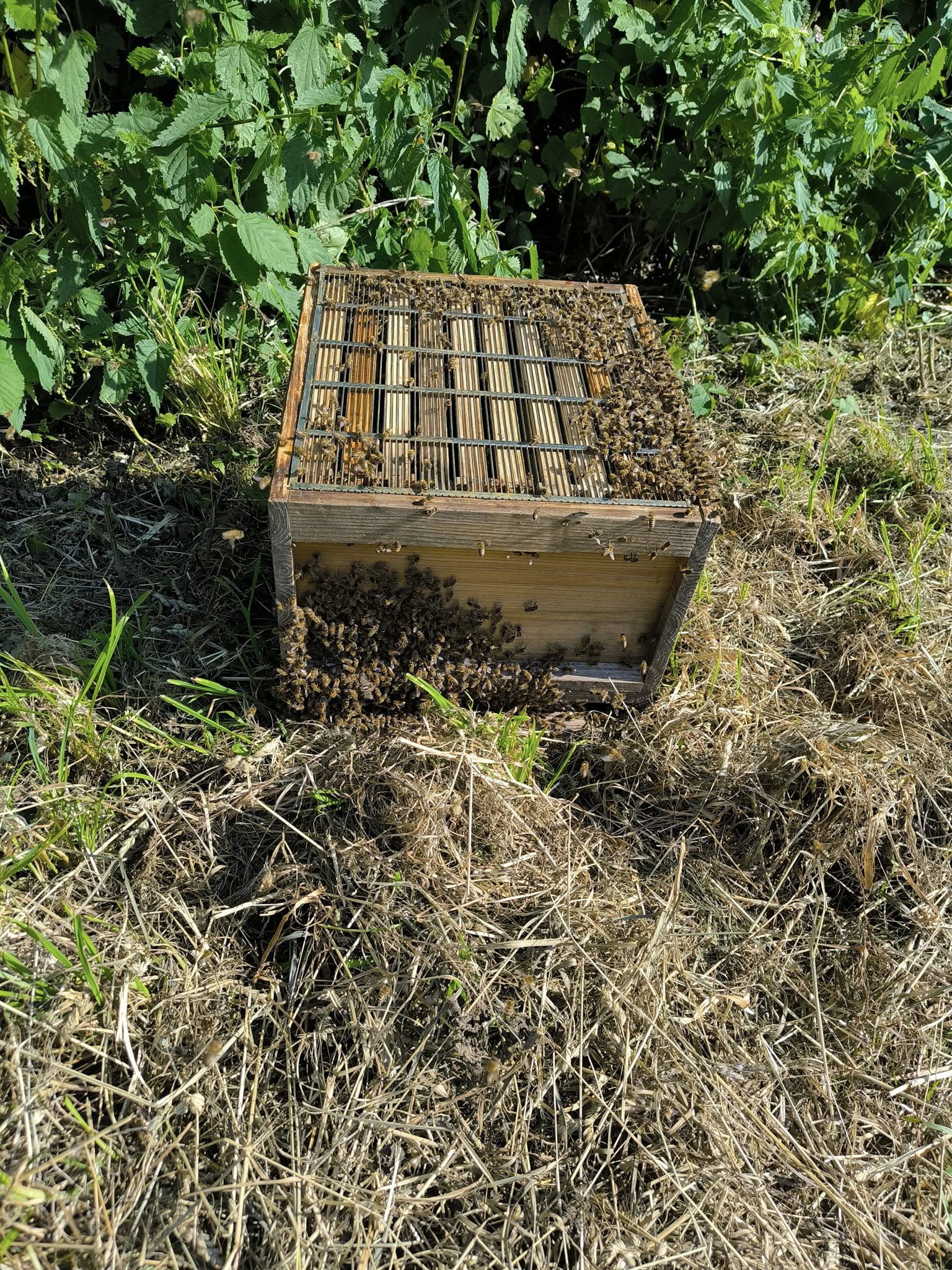 Bienen-in-einem-Bienenstock-des-KGV-Deininghausen-Castrop-Rauxel